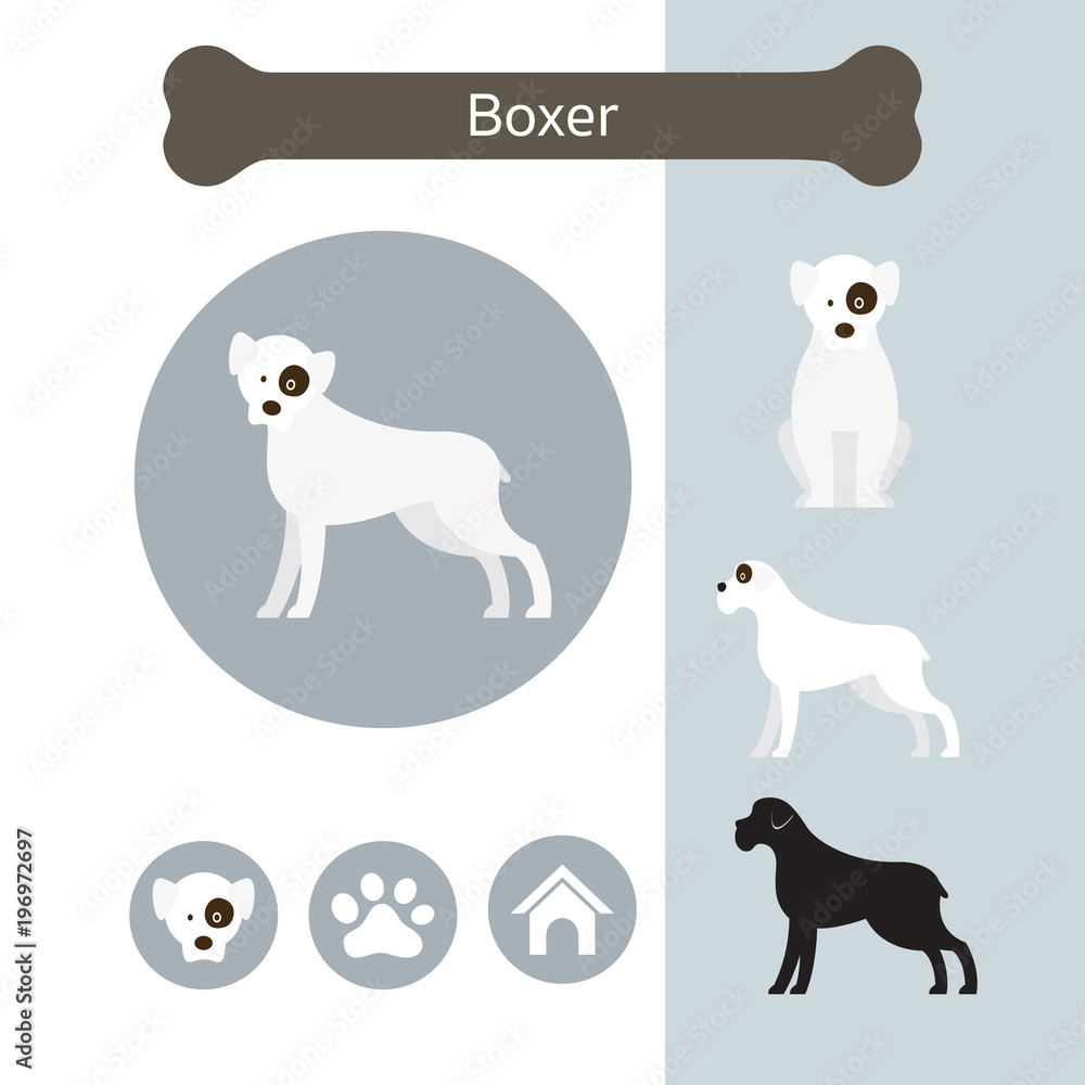 Boxer Dog Breed Infographic,  Front and Side View, Icon