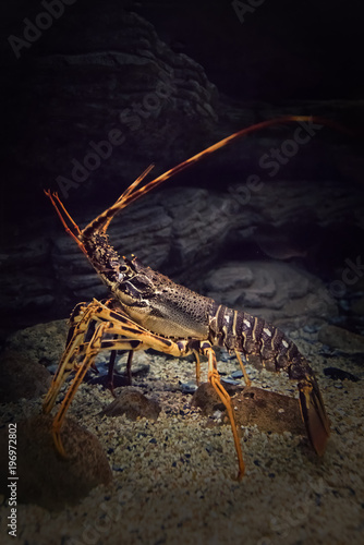 Spiny lobster in its natural environment