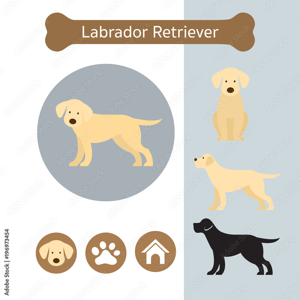 Labrador Retriever Dog Breed Infographic, Front and Side View, Icon Labrador Retriever Dog Breed Infographic, Front and Side View, Icon