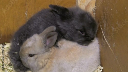 Two cute little rabbits