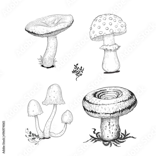 Mushrooms vector sketch set with forest detales.