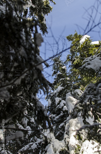 Las zimą w Bieszczadach 