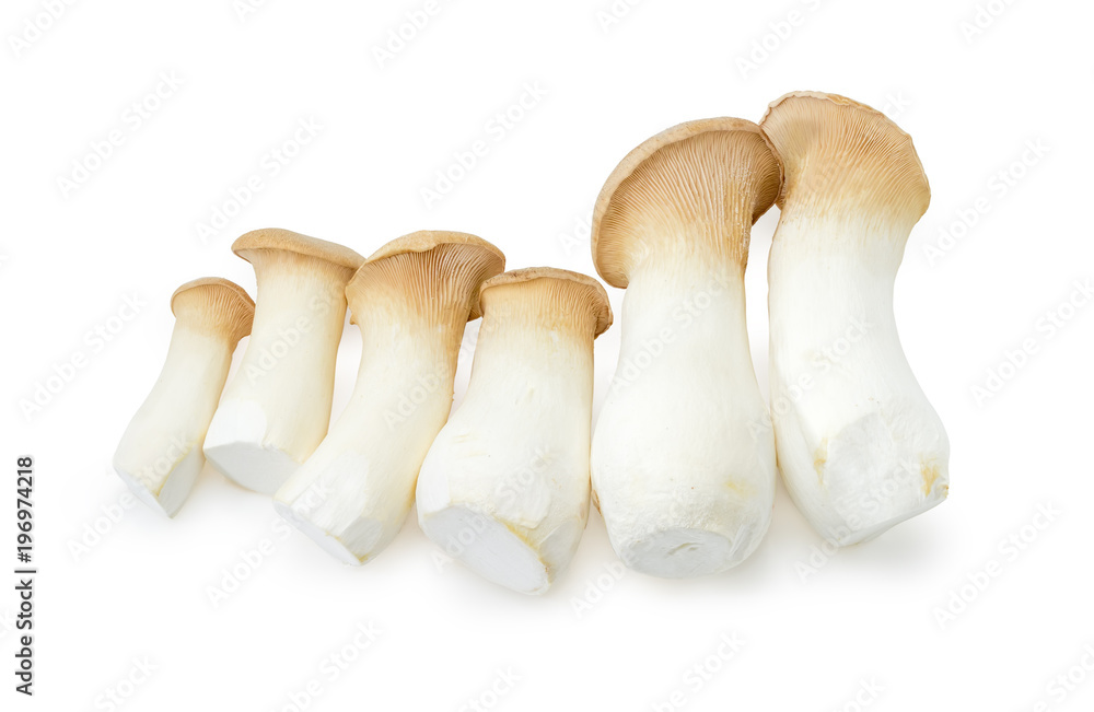 Fresh cultivated Eringi mushrooms different sizes on white background Fresh cultivated Eringi mushrooms different sizes on white background