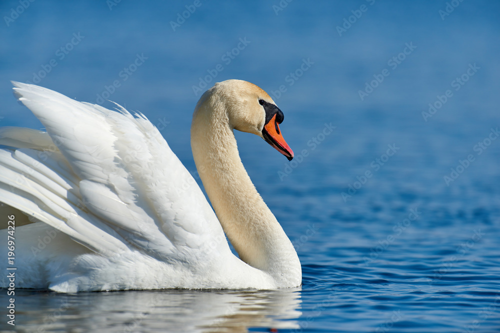 Naklejka premium Swan on blue lake water in sunny day