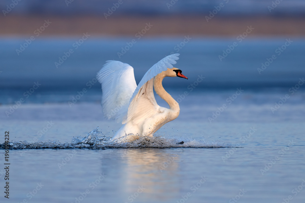 Obraz premium Mute swan flapping wings