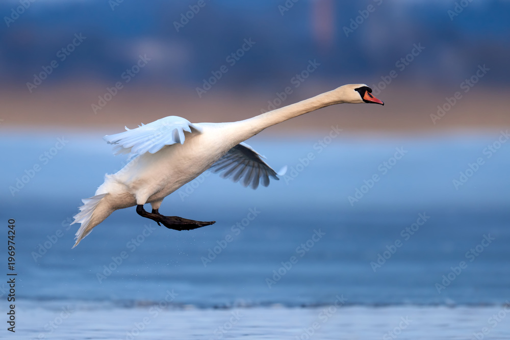 Fototapeta premium Mute swan, Cygnus olor, single bird in flight