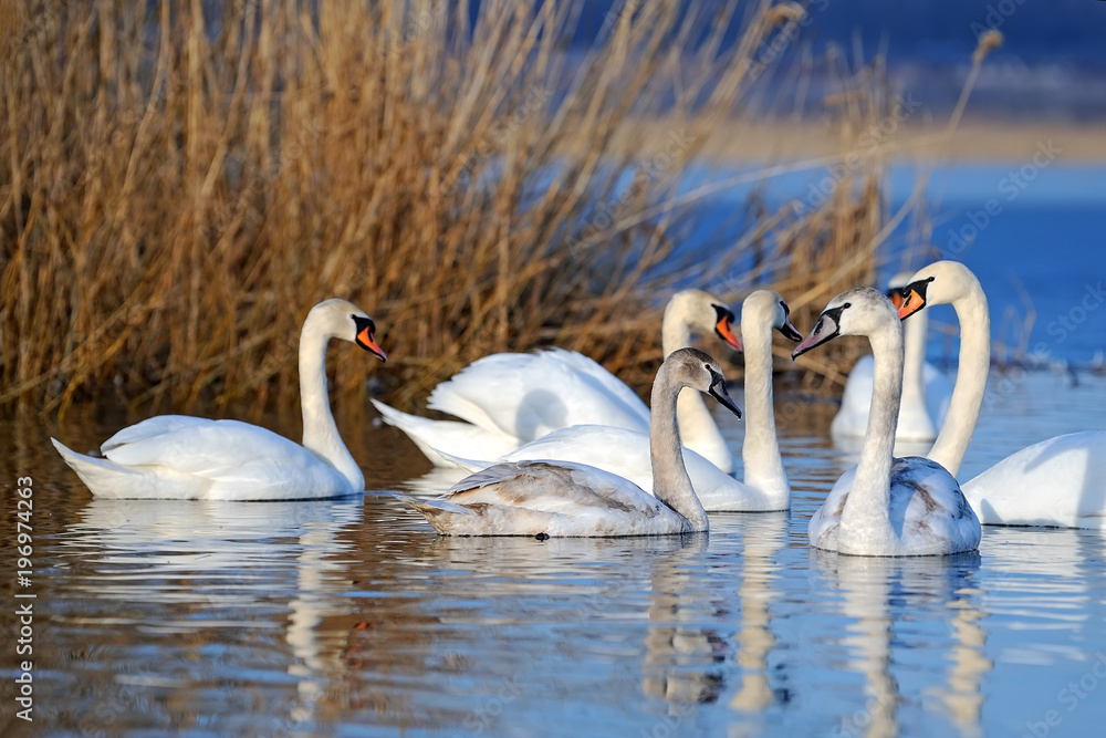 Group of white swans swimming in water Group of white swans swimming in water