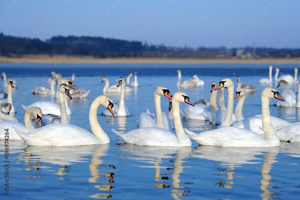 Group of white swans swimming in water Group of white swans swimming in water