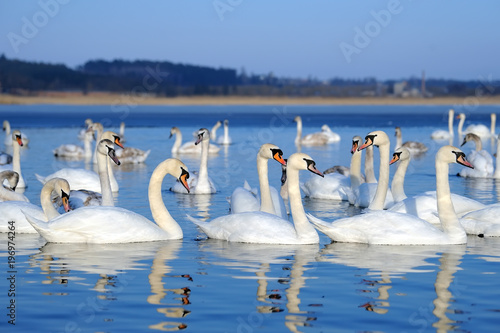 Group of white swans swimming in water