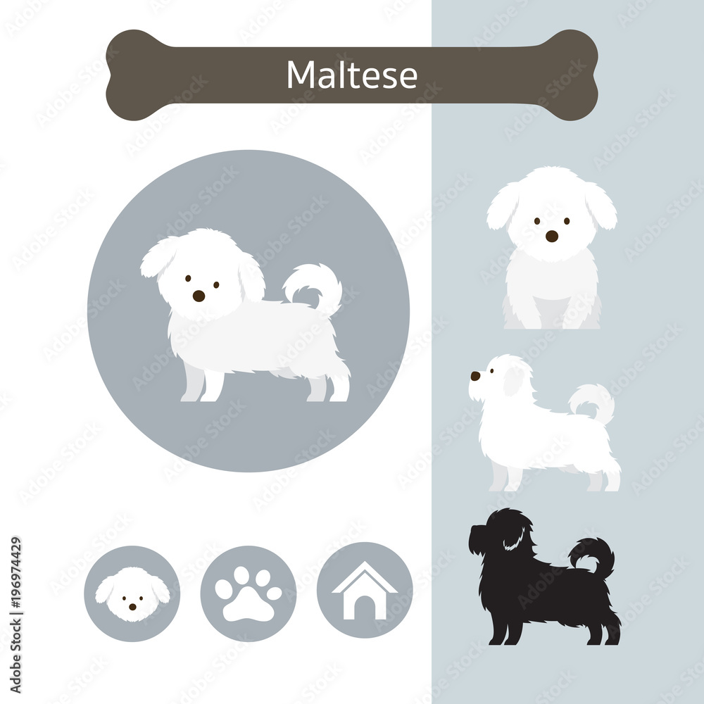 Maltese Dog Breed Infographic,  Front and Side View, Icon