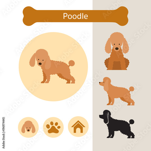 Poodle Dog Breed Infographic,  Front and Side View, Icon