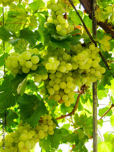 White grapes hanging from lush green vine photo