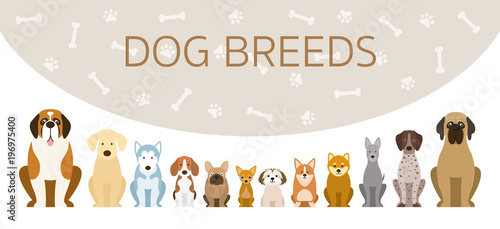 Group of Dog Breeds Illustration, Front View in a Row with Background, Pet
