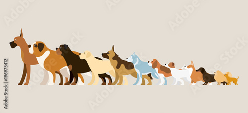 Group of Dog Breeds Illustration, Side View Arranged in Height Order © muchmania