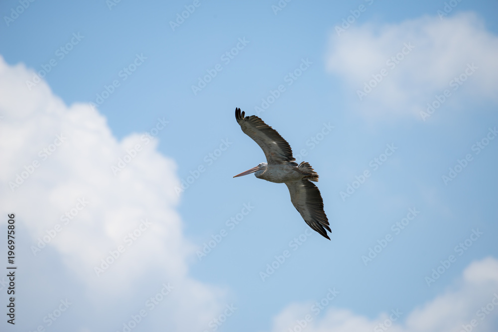 Flying spot billed pelican or grey pelican in Thailand Flying spot billed pelican or grey pelican in Thailand