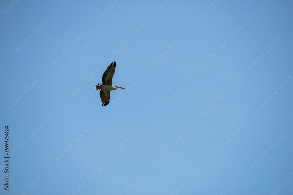 Flying spot billed pelican or grey pelican in Thailand Flying spot billed pelican or grey pelican in Thailand