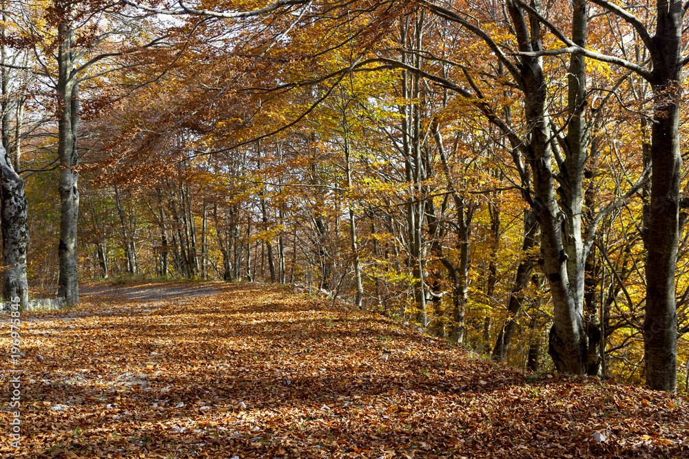 vibrant coolorful trees autumn in matese park