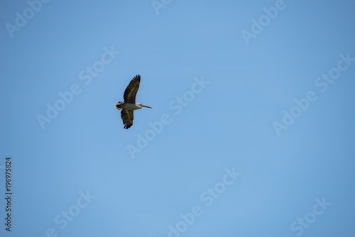 Flying spot billed pelican or grey pelican in Thailand