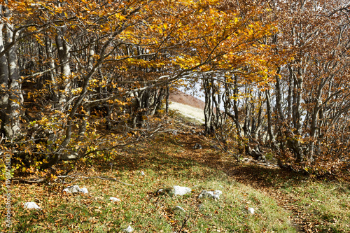 vibrant coolorful trees autumn in matese park photo