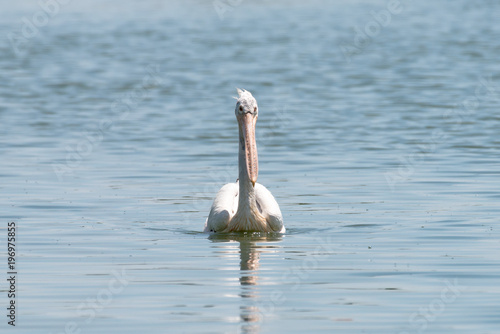 spot billed pelican or grey pelican in Thailand