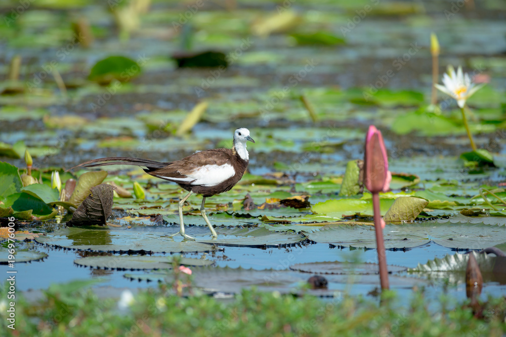 Pheasant-tailed Jacana is the most beautiful waterbird with long tail lived, walk on floating vegetation in shallow lakes Pheasant-tailed Jacana is the most beautiful waterbird with long tail lived, walk on floating vegetation in shallow lakes
