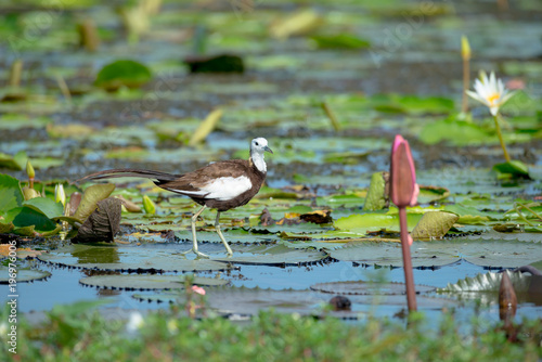 Pheasant-tailed Jacana is the most beautiful waterbird with long tail lived, walk on floating vegetation in shallow lakes