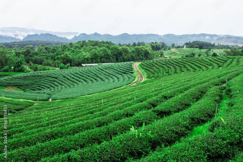 Tea plantation on mountain.
