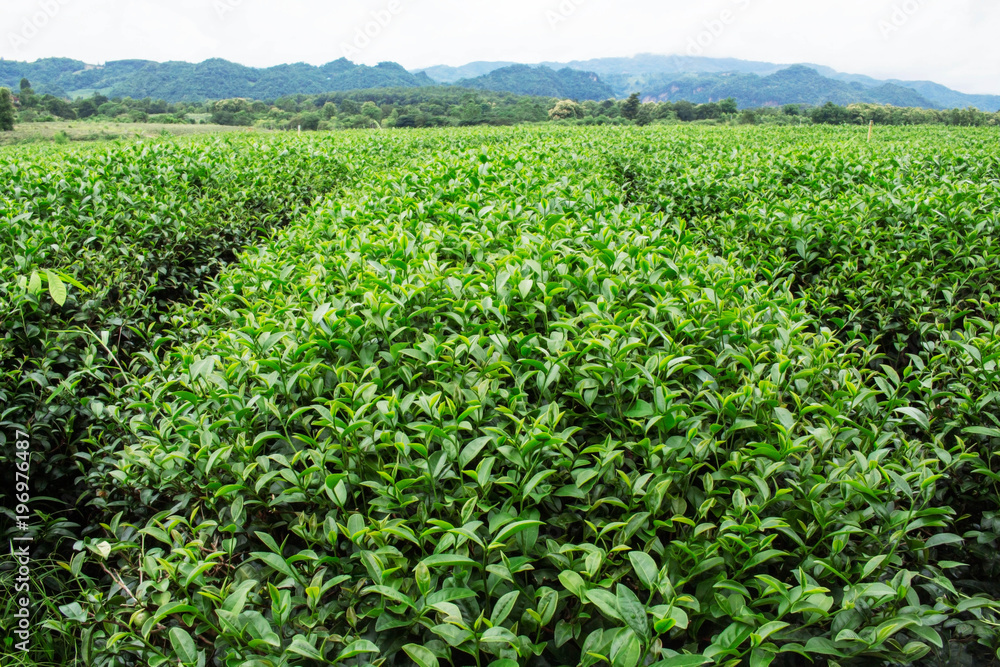 Tea plantation with green nature.