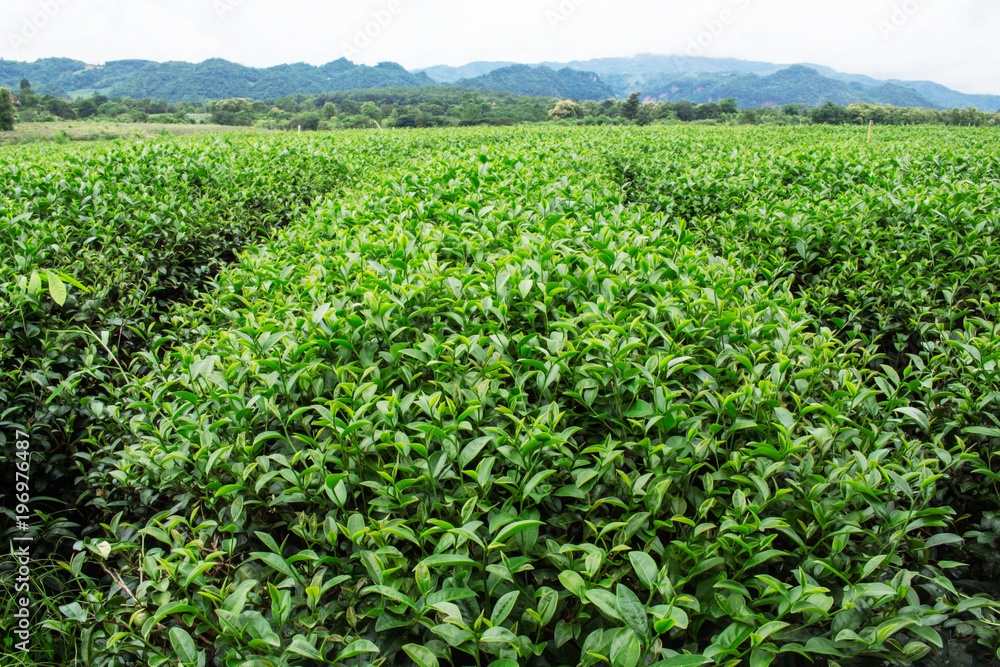 Tea plantation with green nature. Tea plantation with green nature.
