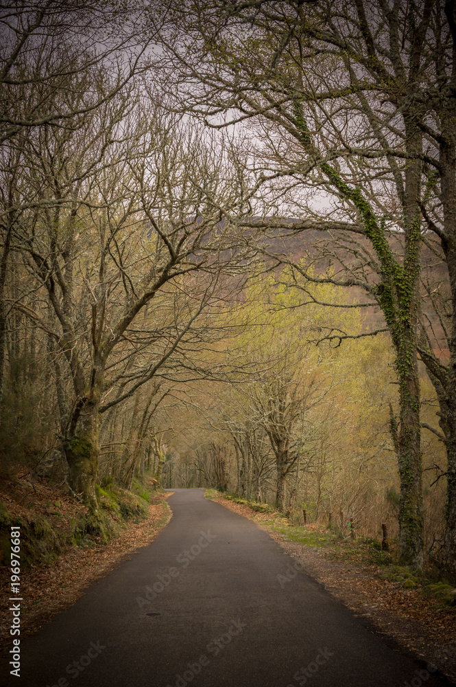 Fototapeta premium A road through a dark forest