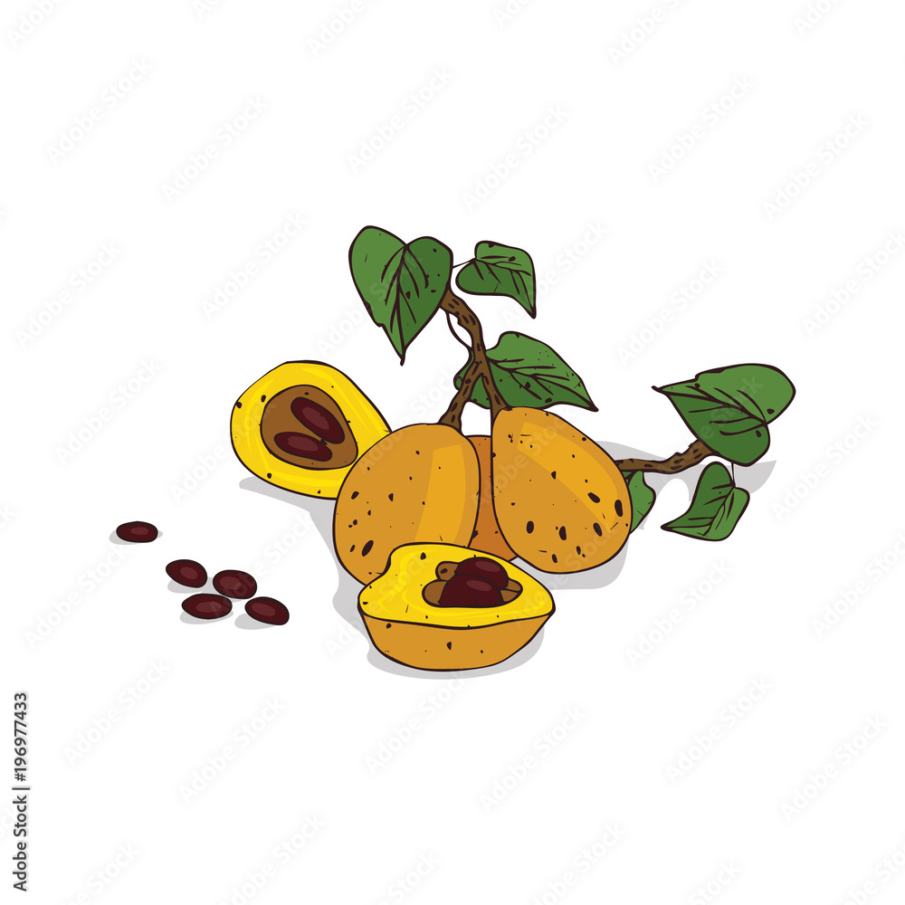 Isolated clipart of plant Marula on white background. Botanical drawing of  herb Sclerocarya birrea with fruits and leaves, seeds Stock Vector | Adobe  Stock