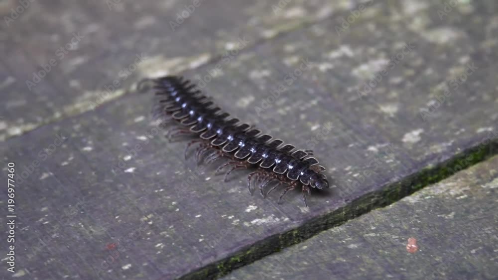Tractor Millipede (Diplopoda, Polydesmida, Platyrhacidae), Danum Valley, Borneo, Malaysia Tractor Millipede (Diplopoda, Polydesmida, Platyrhacidae), Danum Valley, Borneo, Malaysia