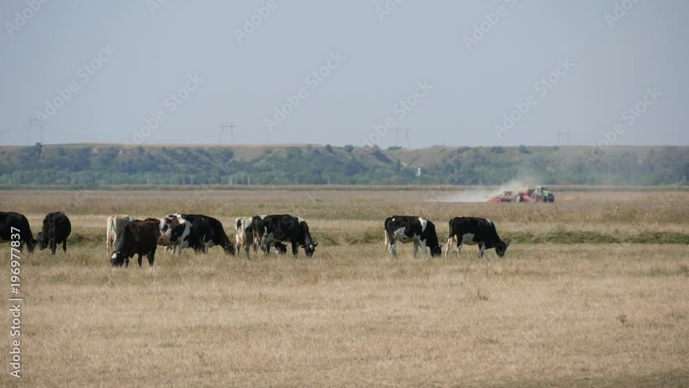 Herd of Caws Grazing on Farmland Pasture and Tractor Plowing Field in Background Herd of Caws Grazing on Farmland Pasture and Tractor Plowing Field in Background
