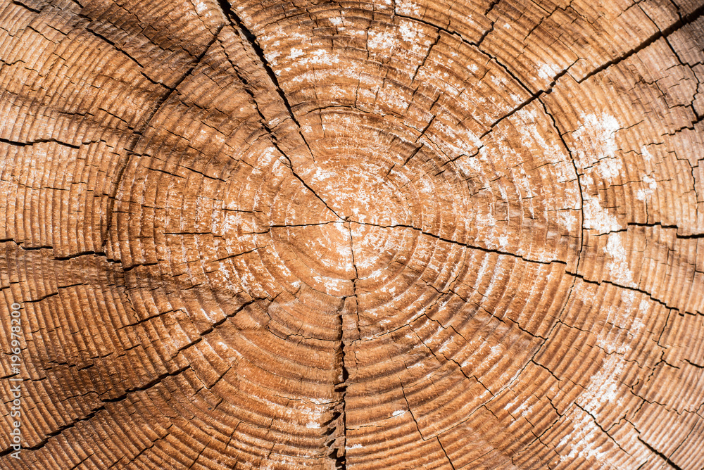 Naklejka premium Old cut logs of larch with annual rings
