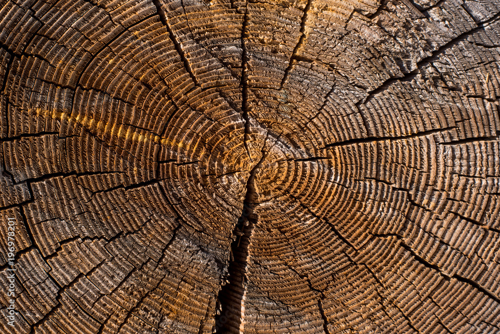 Fototapeta premium Old cut logs of larch with annual rings