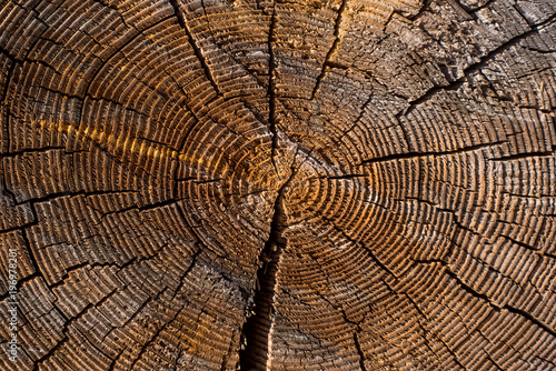 Old cut logs of larch with annual rings