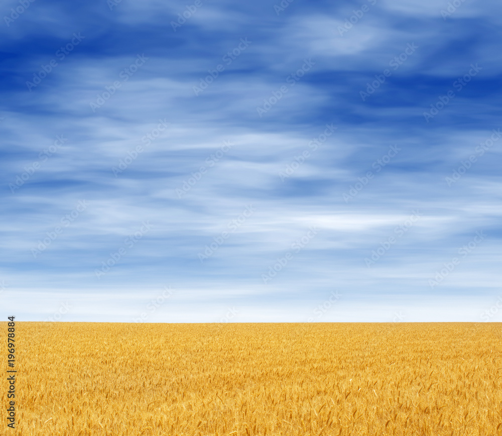 Photo of yellow wheat field with blue sky and clouds at summer