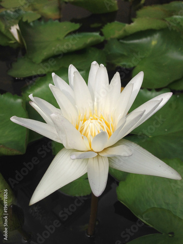 Close up top view white lotus flower is blooming and outstanding in pond.