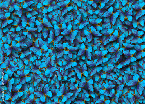 Blue abstract texture background. Butterfly Morpho. Wings of a butterfly Morp...