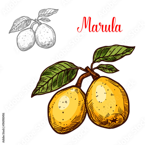 vector of exotic fruit marula