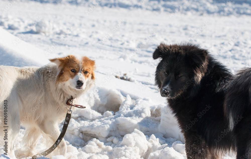 black and white dog on the background of snow black and white dog on the background of snow