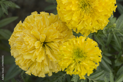 Beautiful Yellow marigolds plant in the garden.