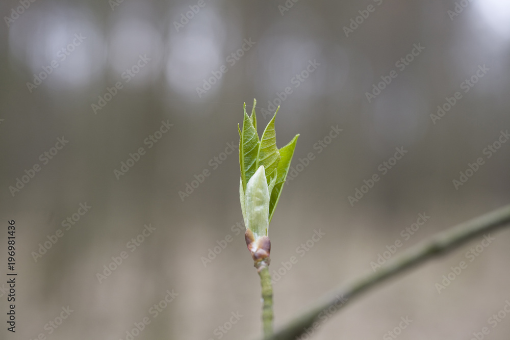 a l small delicate first spring bud on a tree branch a l small delicate first spring bud on a tree branch