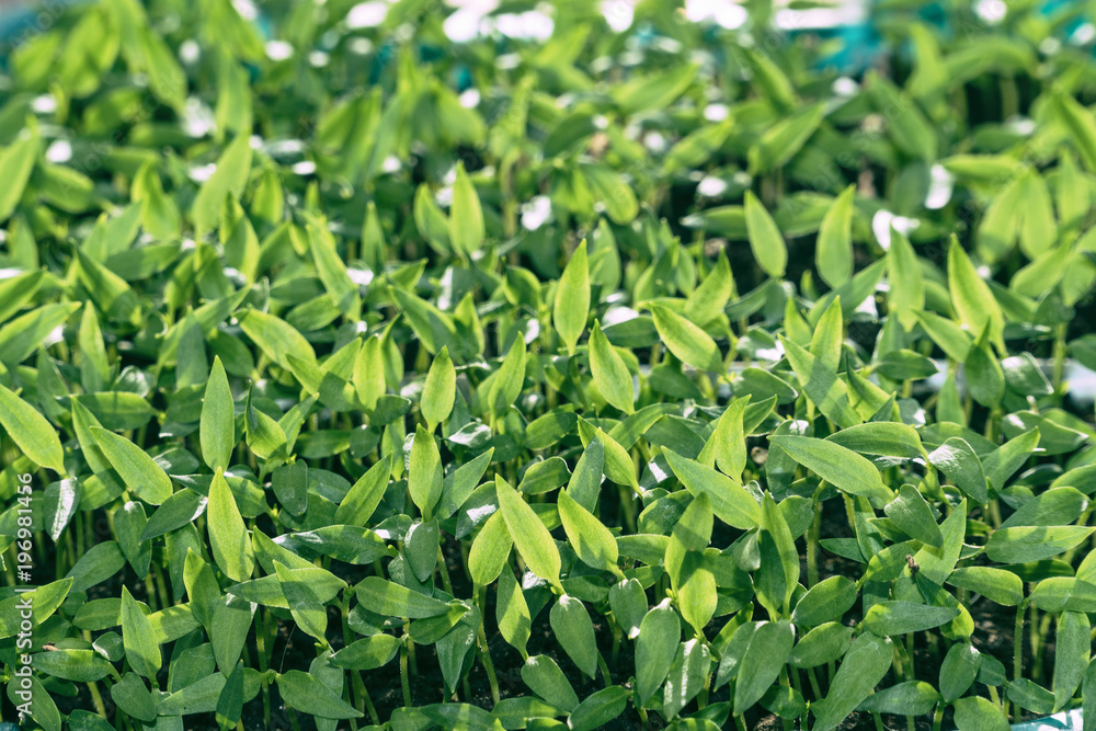 Young green seedlings, shoots and shoots. Selective focus Young green seedlings, shoots and shoots. Selective focus