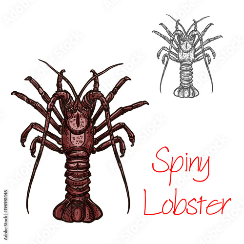Spiny lobster vector ocean seafood icon