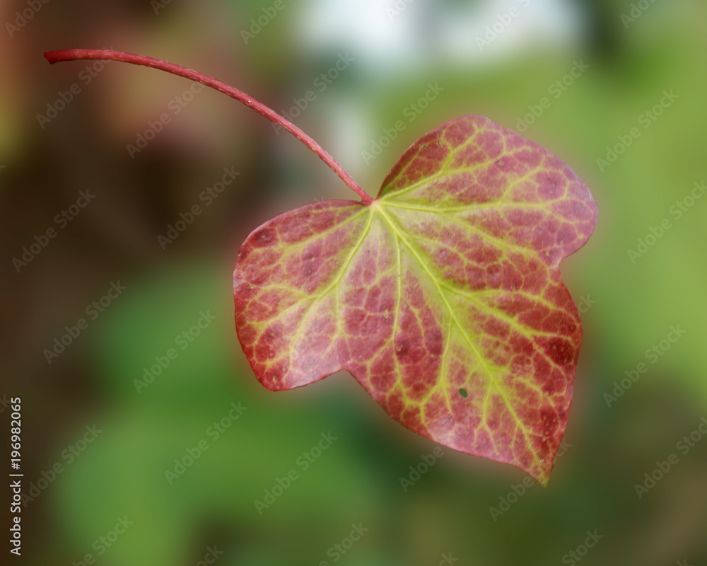 Ivy leaf Ivy leaf