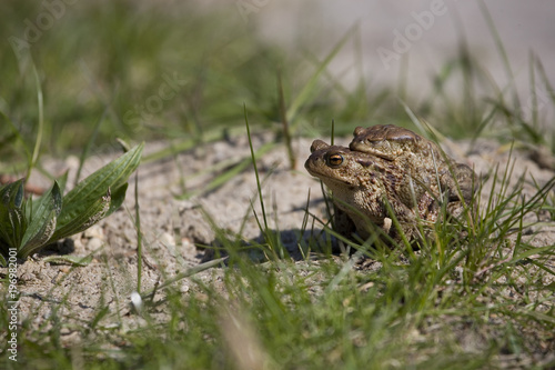two frogs during the spring festivities among the green grass