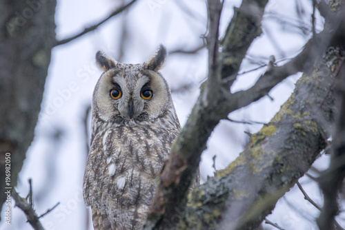 Long-eared owl in the tree