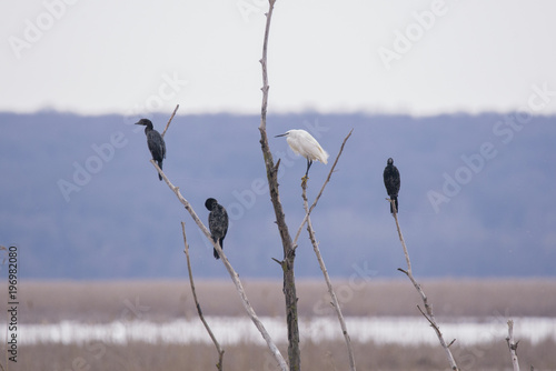 cohabitation between a Little egret and Pygmy cormorants