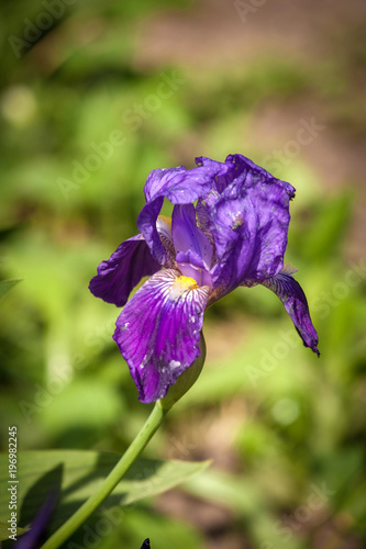 Iris flower in garden